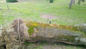 Az elmúlt hetek csapadékos, erősen szeles időjárása a kórházpark növényzetét is próbára teszi. Kidőlt fa a kórházparkban.