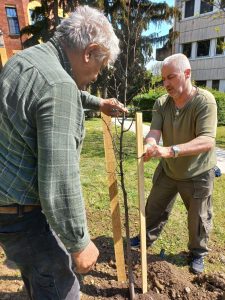 A csemetéket biztonságos támasztókarókhoz rögzítették