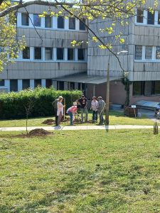 Néhány év múlva az ezen a járdán közlekedőknek és az E-épületben gyógyulóknak is árnyat adnak majd ezek a fák