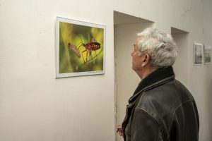 Az áldozat című képen egy gyilkos poloska és hernyózsákmánya látható. Alkotó: Dr. Somorácz György.