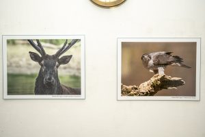 Két kép a kiállításból: gímszarvas és héja. Alkotó: Fabóné Bíró Ágnes.