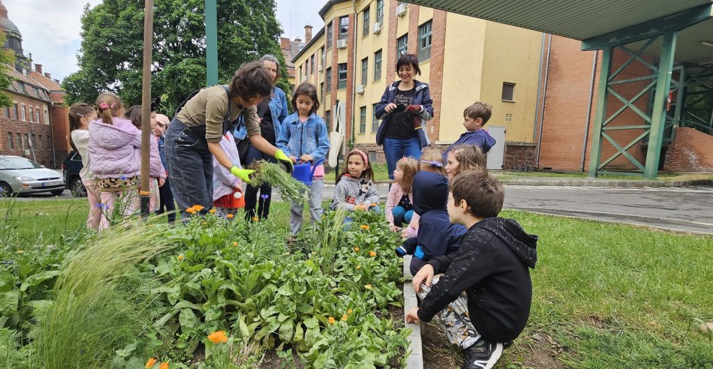 A kép közepén a főkertész a levendulatöveket osztja szét az ültetéshez, a gyerekek figyelmesen nézik