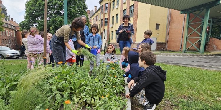 Három levendulatövet hoztak ajándékba és ültettek el a kórház parkjában a Szekszárdi 1. Számú Óvoda Kindergarten nagycsoportosai